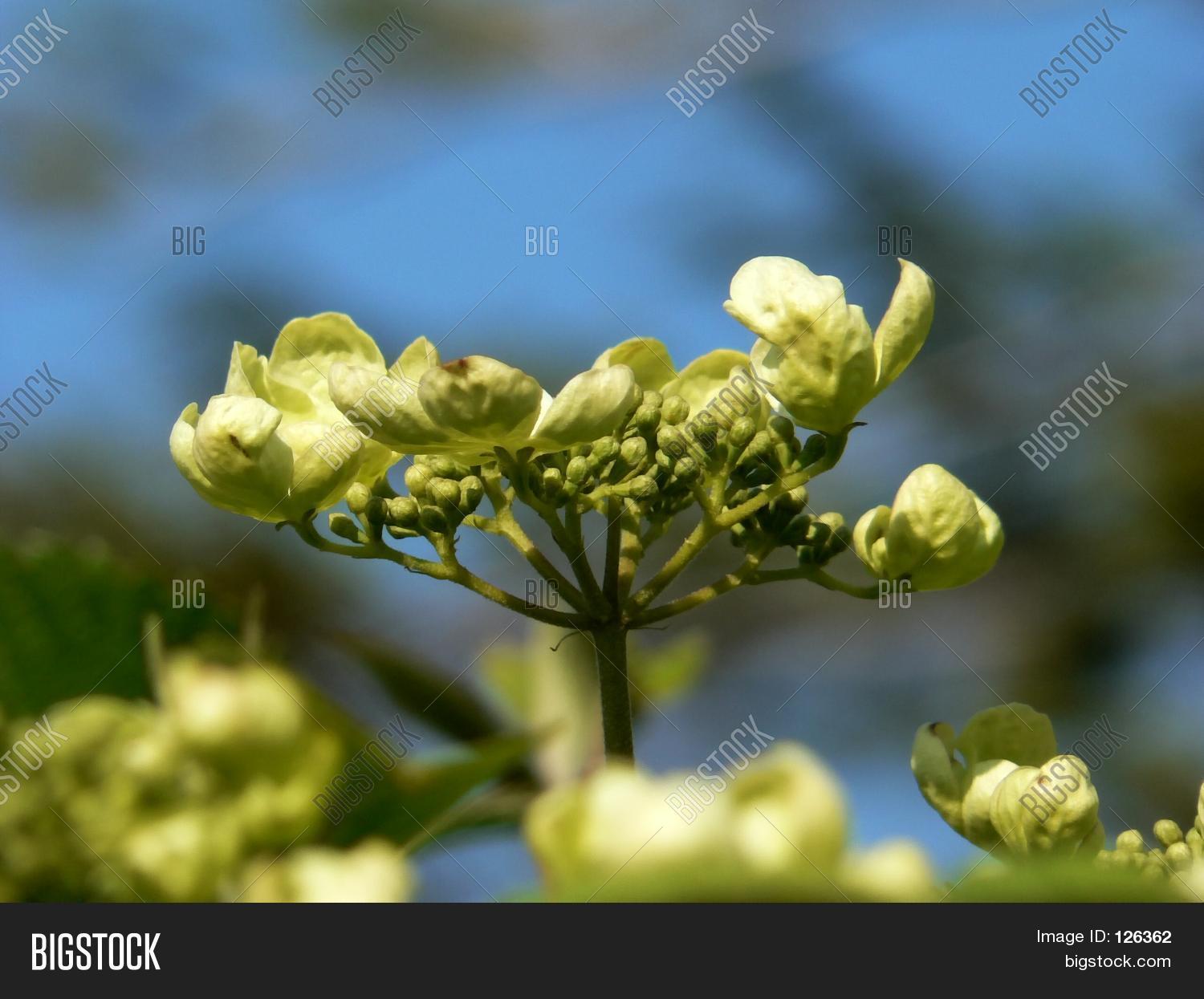 Resurrection Flower Image & Photo (Free Trial) Bigstock