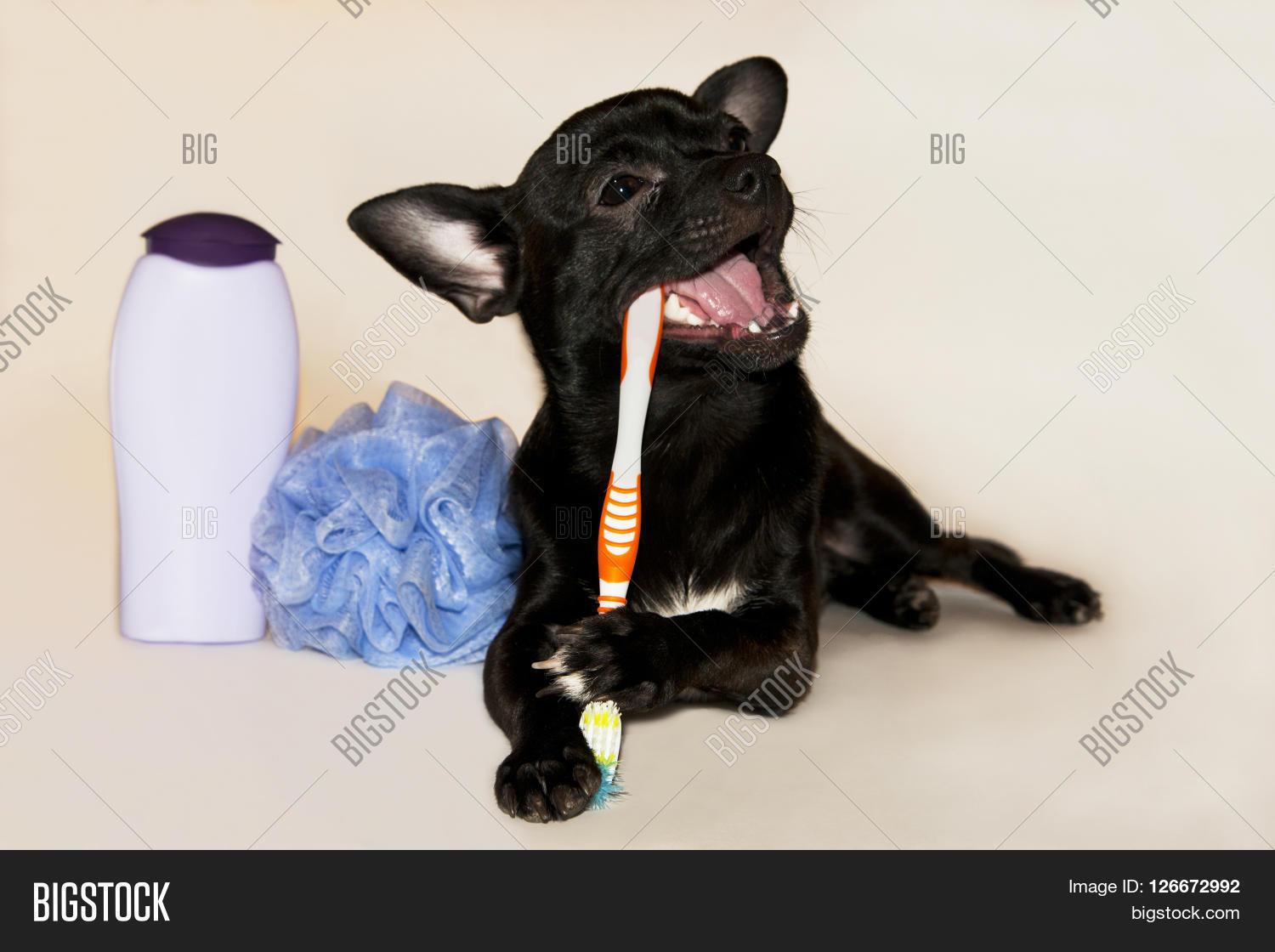 Как чистить зубы чихуахуа. Чихуахуа приколы. Молочные зубы у чихуахуа. Как чистить зубы чихуахуа. Смешные чихуахуа.