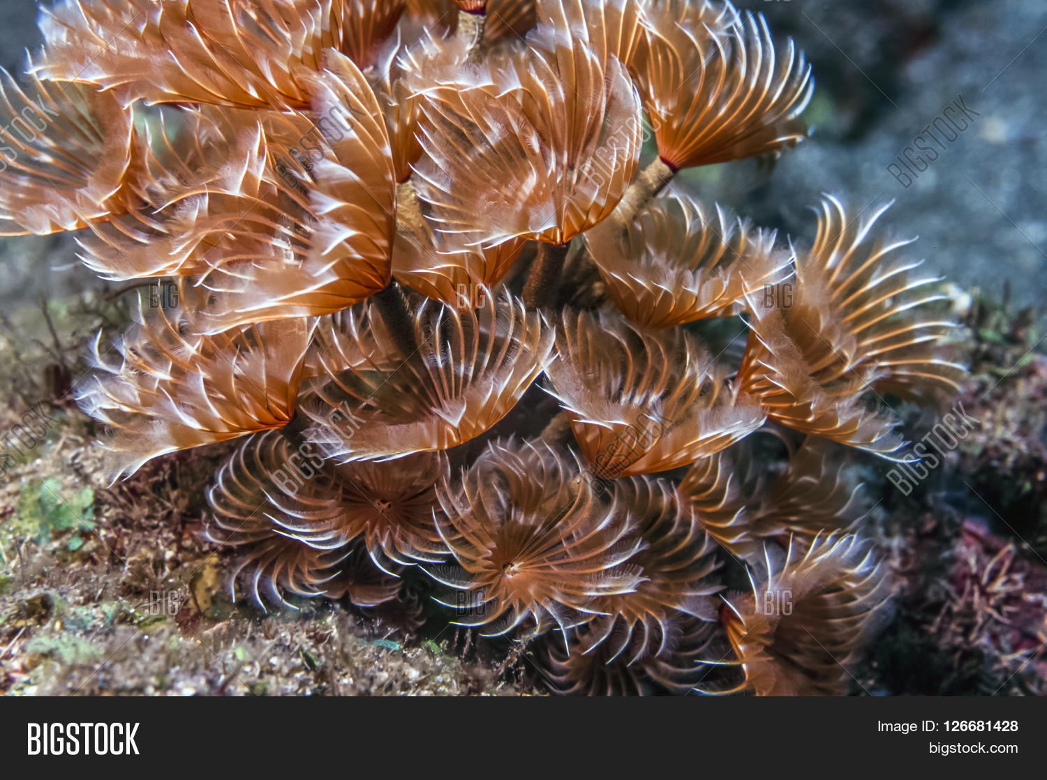 Social Feather Duster Image & Photo (Free Trial) Bigstock