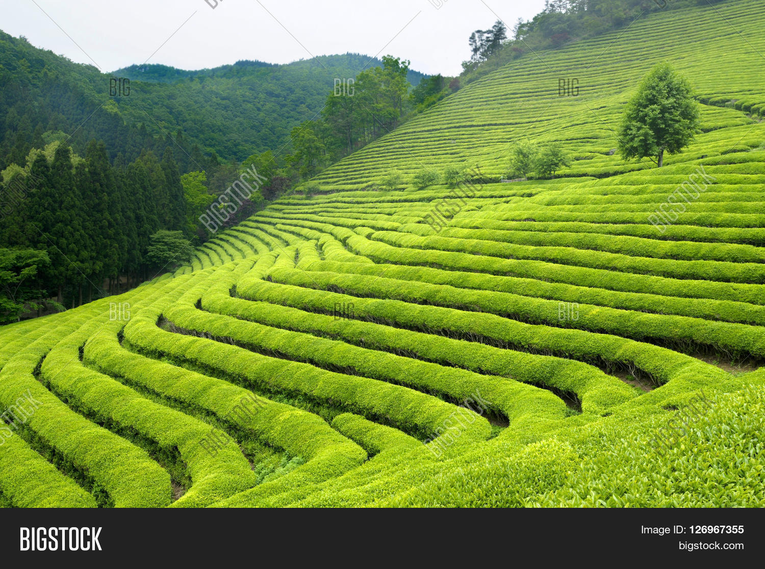 Green Tea Plantation Image & Photo (Free Trial) Bigstock