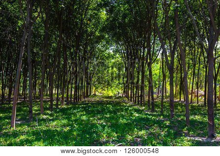 rubber tree in a farm in aisa