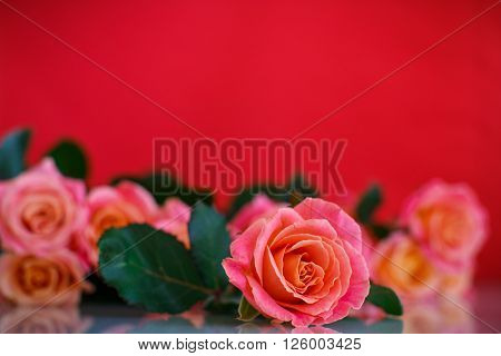 bouquet of pink roses on a red background