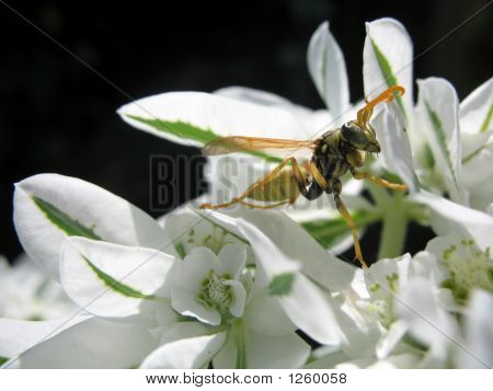 WASP