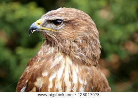 Close Up Of A Common Buzzard On Natural Environment