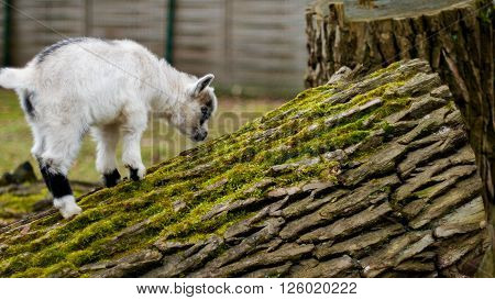 Adorable baby goat jumping around on a pasture