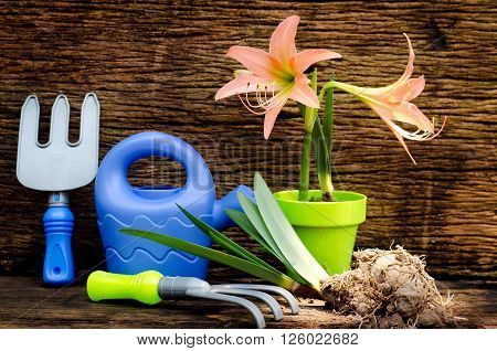 Spring gardening with garden tools kid toy and plant growing over old wood background
** Note: Shallow depth of field