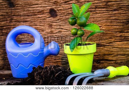 Spring gardening with garden tools kid toy and plant growing over old wood background