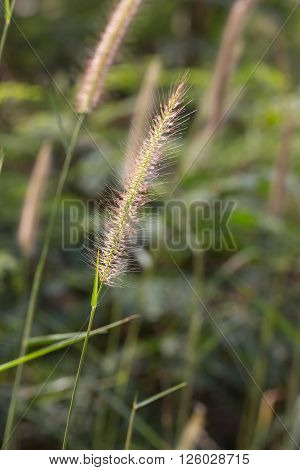 Hairy Fountain Grass Flower
