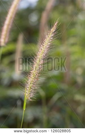 Hairy Fountain Grass Flower