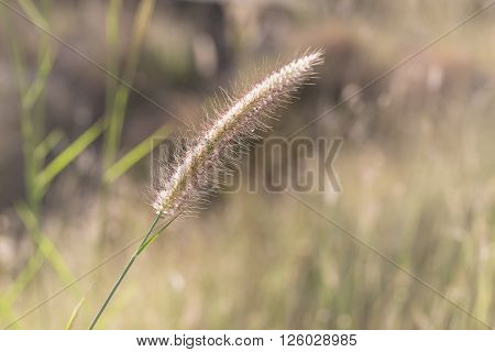 Hairy fountain grass flower on blurry green background