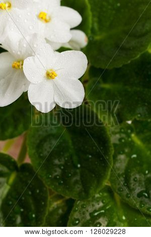 White African Violets Flowers Macro. Selective focus.