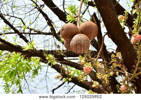 Shorea robusta fruit also known as sakhua or shala fruit.