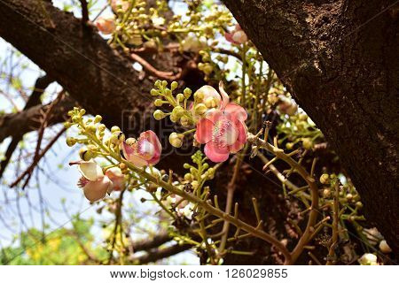 Shorea robusta also known  sakhua or shala flower