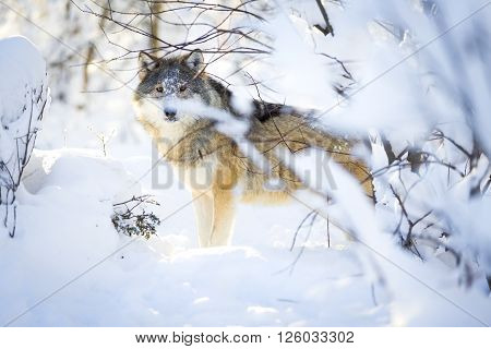 One wolf with wild eyes sneaks in the woods a cold winter day. Snow on the ground and on the trees.