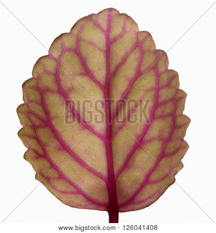 Pink and brown leaf isolated on white background.