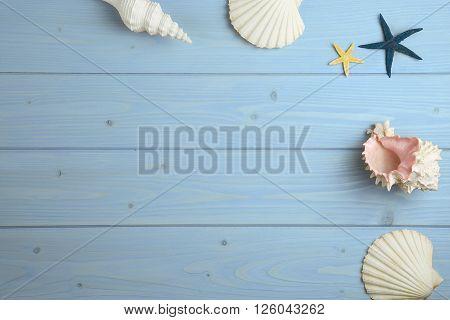 overhead of a collection of shells on wood