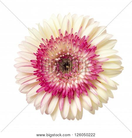 White And Magenta Gerbera