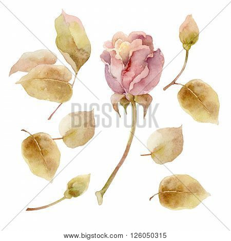 Set of roses elements isolated on white background. Watercolor illustration