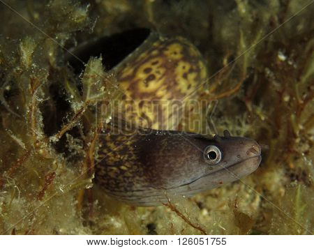 Juvenile mediterranean moray eel (Muraena helena) photographed near Malta.