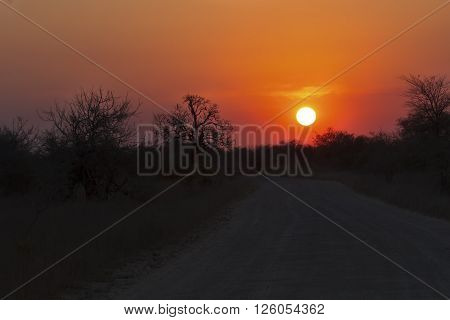 African sunset with a tree silhouette and dusty road