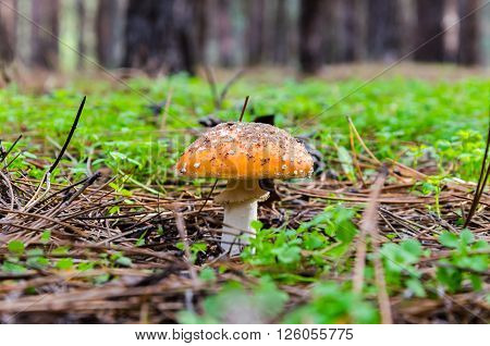 Mushrooms growing in the woods among the pine needles