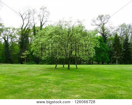Young trees together in a huge park