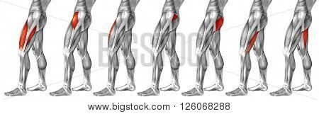 Concept or conceptual 3D human upper leg anatomy or anatomical and muscle set or collection isolated on white background