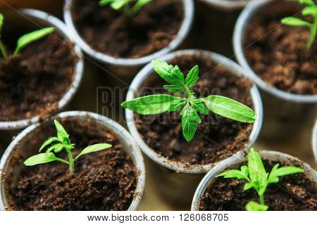 The Beautiful little seedlings in cups close up.