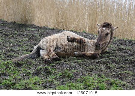 Konik horse lying down in the mud in Oostvaardersplassen, The Netherlands