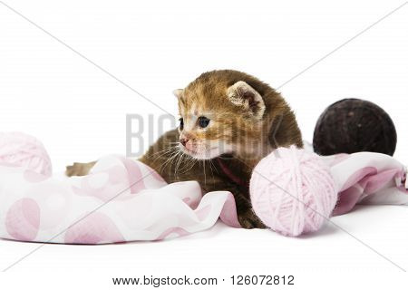 Cute grey striped kitten. Cute kitten sitting in a mauve cloth, violet textile with yarn balls isolated at white background. Adorable pet. Small heartwarming kitten. Little cat. High key