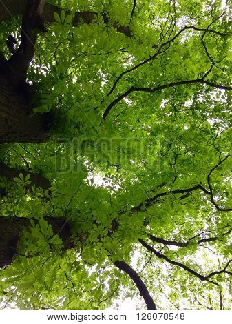 Beautiful old tree from below in the forest
