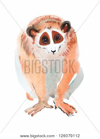hand-drawn red-haired sitting looking lemur watercolor painting, aquarelle image of exotic furry animal.