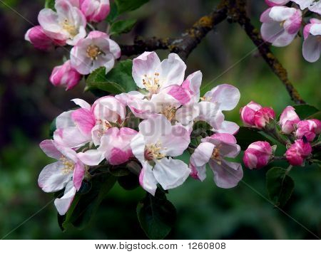 คลัสเตอร์ของแอปเปิ้ลบลอสซั่ม