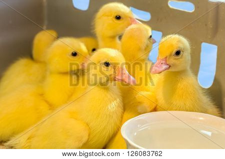 Little yellow fluffy ducklings with pink beaks and a cup of water in a cardboard box
** Note: Visible grain at 100%, best at smaller sizes