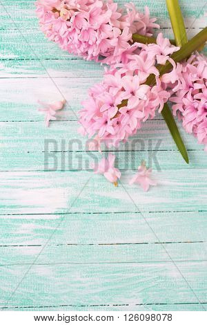 Background with fresh pink hyacinths flowers on turquoise painted wooden background. Selective focus. Place for text.