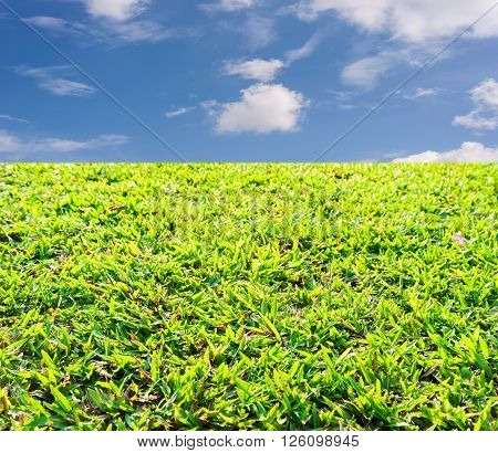Green grass with blue sky and white cloud Can used for display or montage your products