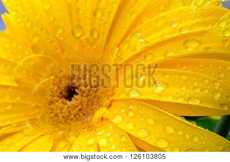 Gerbera flower. Flower. Beauty. Nature. Macro photo.