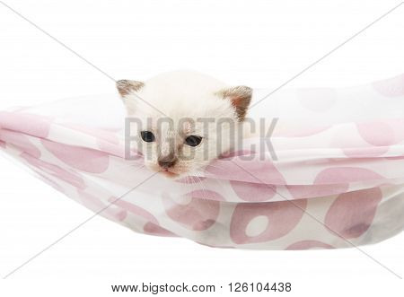 White kitten in a hammock. Cute white kitten in a mauve violet hammock having rest, relax isolated at white background. Adorable pet. Small heartwarming kitten. Little cat. Animal isolated. High key