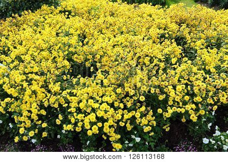 Flowers plantation in Royal Ratchaphruek Park at Thailand