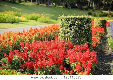 Flowers plantation in Royal Ratchaphruek Park at Thailand
** Note: Shallow depth of field