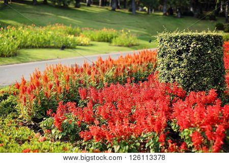Flowers plantation in Royal Ratchaphruek Park at Thailand
** Note: Shallow depth of field