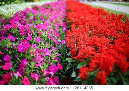 Flowers plantation in Royal Ratchaphruek Park at Thailand
** Note: Shallow depth of field