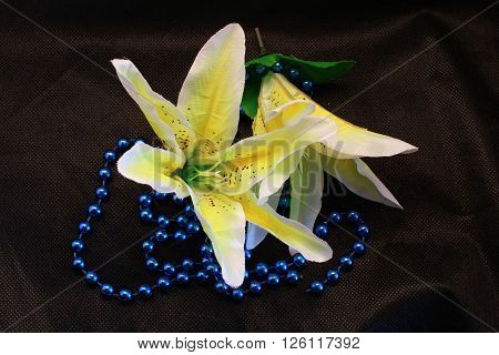 lily flower buds, close-up, close-up black background bud