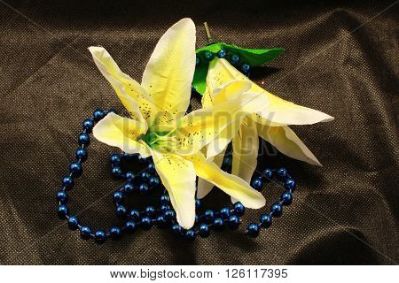 lily flower buds, close-up, close-up black background bud