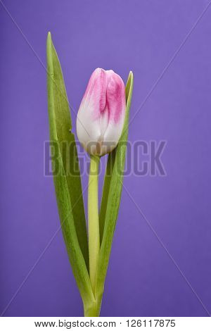 pink tulip flower isolated on violet background