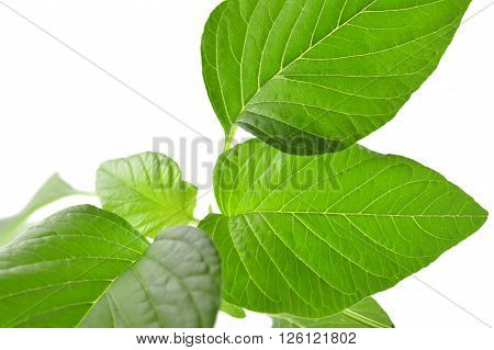 Amaranth, Amaranthus sp., Family Amaranthaceae, Central of Thailand