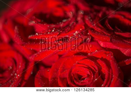 Macro photo of a rose with water droplets. Spring theme.