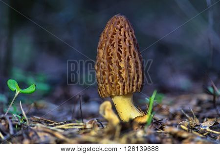 Brown morel mushroom in the spring deciduous forest