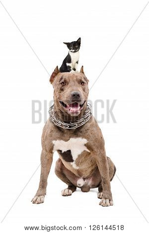 Portrait of a pit bull sitting with a kitten on the head, isolated on white background