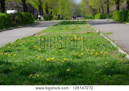 lawn with flowers in the city. dandelions on the avenue